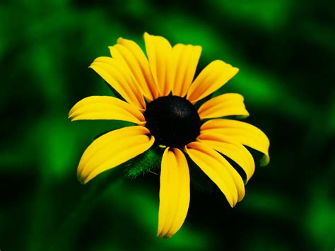 black eyed susan meaning