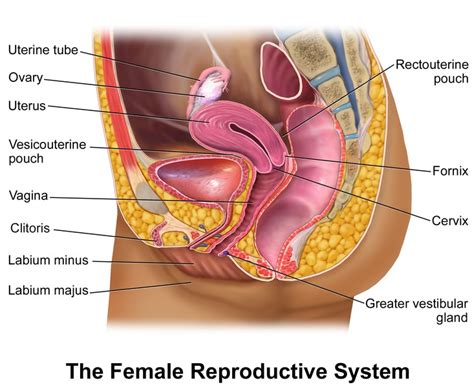 [Figure, The Female Reproductive System. In females,...] - StatPearls - NCBI Bookshelf