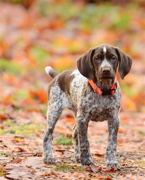 Image result for gsp puppies | German shorthaired pointer dog, German ...