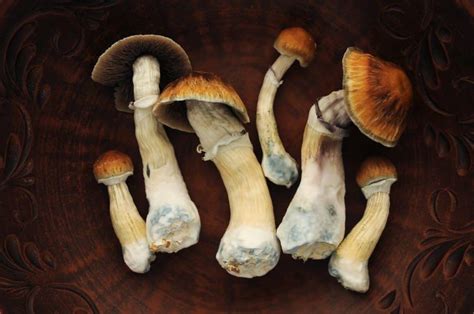 The 5 Best Strains of Psilocybin Mushrooms | Fungushead