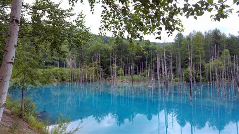 Blue Pond Aoiike : Biei Hokkaido | Visions of Travel