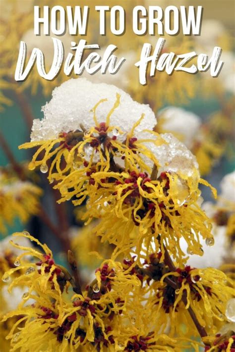 How to Grow Witch Hazel in the Garden - growhappierplants.com