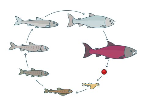 Salmon Life Cycle