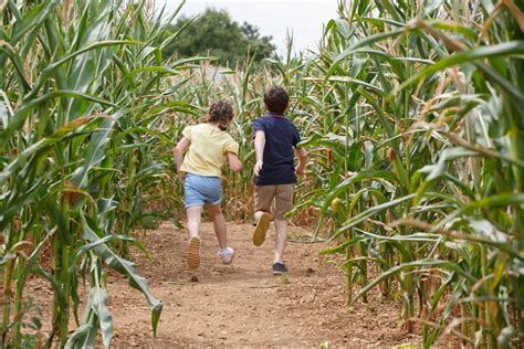 Millets Maize Maze - Millets Farm Centre