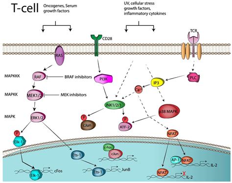 Cancers | Free Full-Text | AP-1 Transcription Factors as Regulators of ...