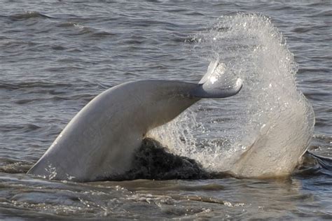 With Arctic freeze-up coming later, some belugas delay fall migration ...