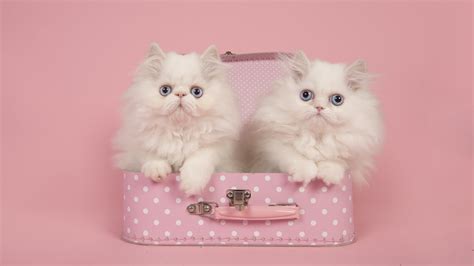 10 Fancy Facts About Persian Cats - Trendradars Latest