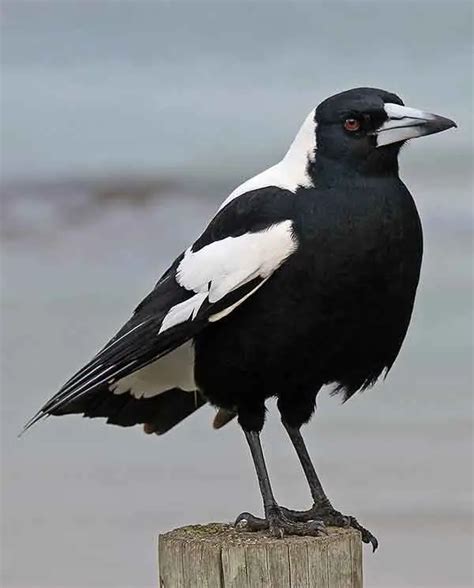 Exploring Magpie Behavior: Do They Steal Pigeon Eggs? - Birds Of The Wild