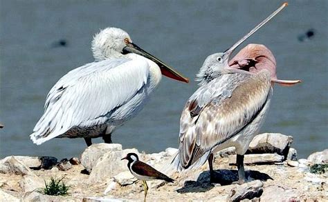 Dalmatian Pelican – "OCEAN TREASURES" Memorial Library