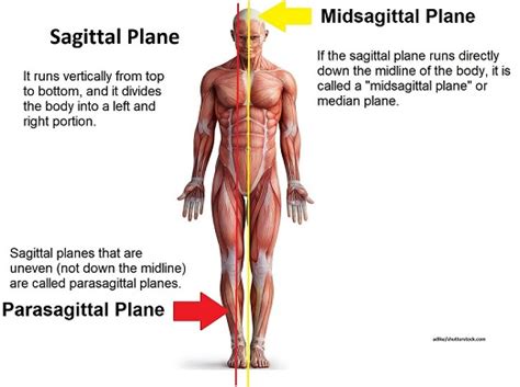 Describe a Parasagittal Plane of Section - Eddie-has-Mccullough