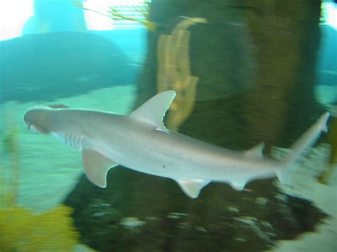 File:Hammerhead shark on display at Mote Marine Laboratory 1.jpg - Wikimedia Commons