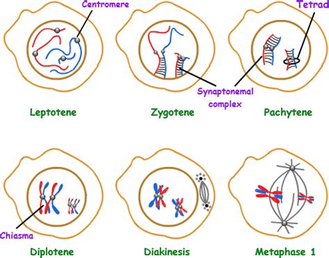 Meiosis- Cell division - AnthroMania