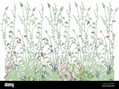 Wildflower Border Stock Photo - Alamy