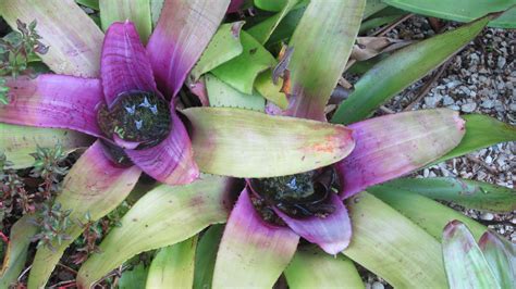 Purple Bromelaid Duet , note the Anole Lizard | Bromeliads, Beautiful ...