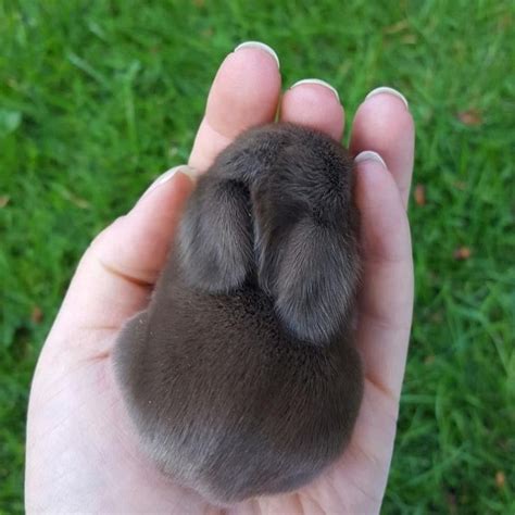 Cuddly rabbit #rabbitlove | Cute baby bunnies, Cute animals, Cute baby ...