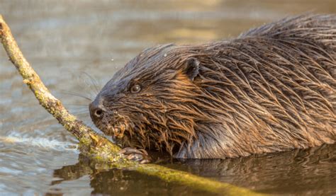 Eurasian Beaver - Animal Corner