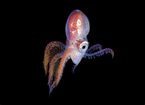 Fun Facts About The Female Blanket Octopus (Superhero Of The Sea ...