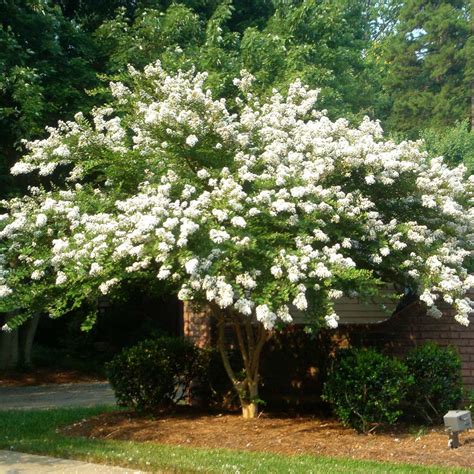 Natchez Crape Myrtle Trees for Sale | BrighterBlooms.com