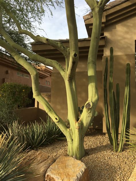 Beautiful green bark of the Palo Verde Tree | Landscaping trees, Backyard landscaping designs ...