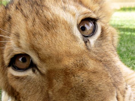 Lion Cub Face Closeup Free Stock Photo - Public Domain Pictures