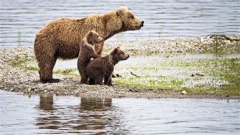 Alaska Wilderness & Wildlife Escorted Tour | Abercrombie & Kent