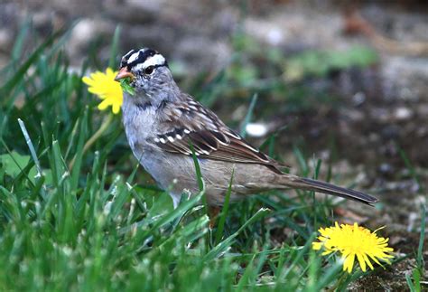 Juvenile White-crowned Sparrow | Canon Forums