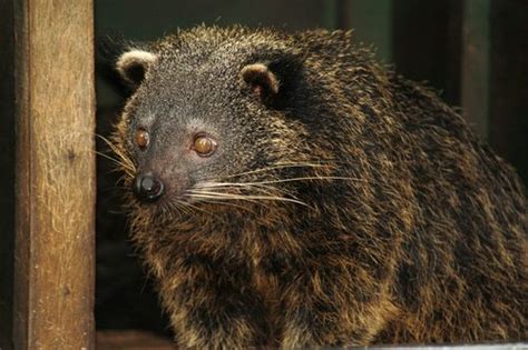 palawan bearcat binturong | dutchpickle