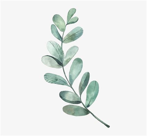 Leaf Drawing Watercolor Painting Illustration - Watercolor Eucalyptus ...