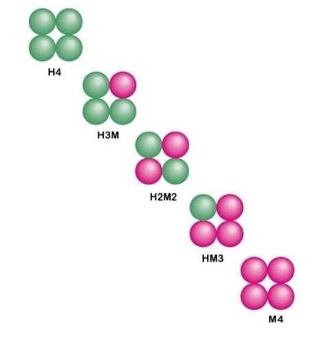 Isozyme - Alchetron, The Free Social Encyclopedia