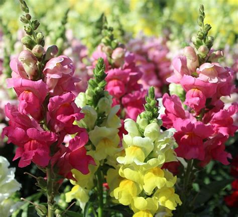 Snapdragon Flower Plant | Calloway's Nursery