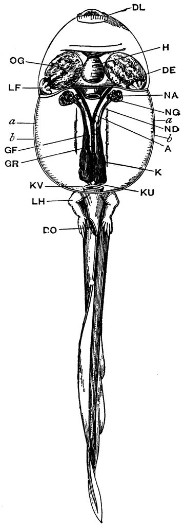 Tadpole Dissection | ClipArt ETC