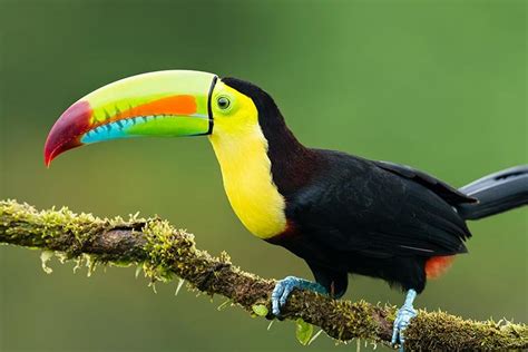 Toucans: Discover the Colorful World of these Amazing Birds