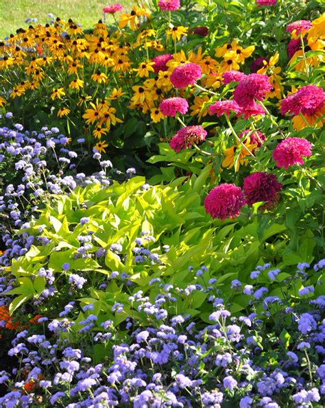 Enjoy This Gallery Of Mid To Late Summer Flowers | Garden Pics and Tips