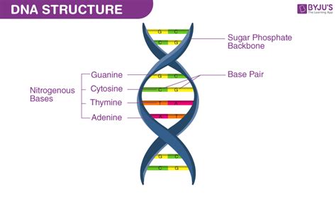 What Is DNA?- Meaning, DNA Types, Structure and Functions