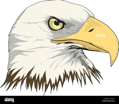 Bald Eagle Head Vector Illustration Stock Vector Image & Art - Alamy