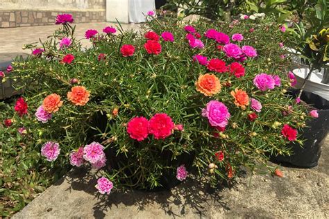 How to Grow and Care for Portulaca (Moss Rose)