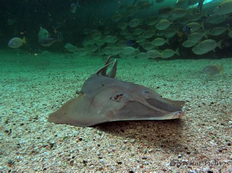 AQUATICHYK: GIANT SHOVELNOSE RAY / Glaucostegus typus