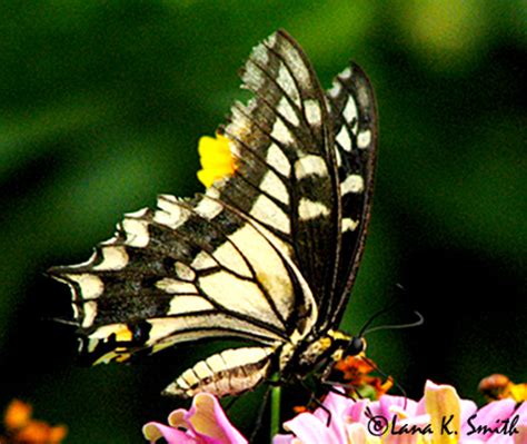 Black and Yellow Butterfly - Papilio machaon - BugGuide.Net