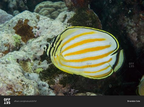 Ornate butterflyfish (Chaetodon ornatissimus), Great Barrier Reef, Australia stock photo - OFFSET