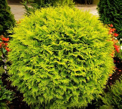 33 Unusual Dwarf Evergreens ideas in 2021 | conifers garden, plants ...