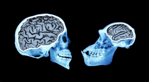 Brain size of human ancestors evolved gradually over 3 million years