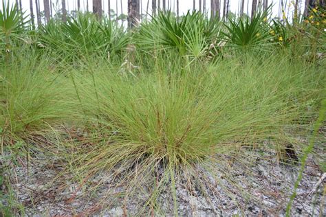 Aristida stricta (Carolina Wiregrass, Pineland Threeawn, Pineland Three-awn, Wiregrass) | North ...