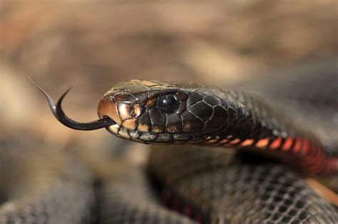 Red-bellied-Black-Snake - Learn About Nature