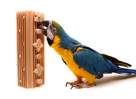 Activity Block - Large Parrot Toy - Walmart.com