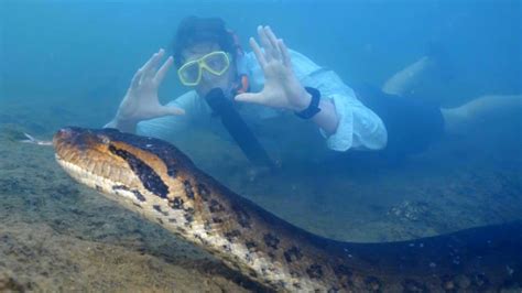 'World's largest anaconda' that went viral shot dead by hunters in Brazil