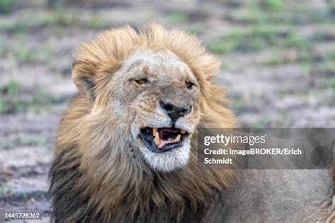 91 Lion Showing Teeth Stock Photos, High-Res Pictures, and Images - Getty Images