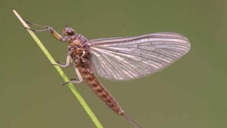 The annual swarms of shad flies are back in North Bay - Sudbury - CBC News