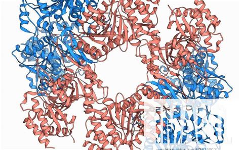 Isocitrate dehydrogenase molecule Isocitrate dehydrogenase, molecular model. This enzyme catalyses