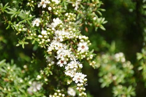 Manuka Kanuka Tea Tree Stock Photos, Pictures & Royalty-Free Images - iStock