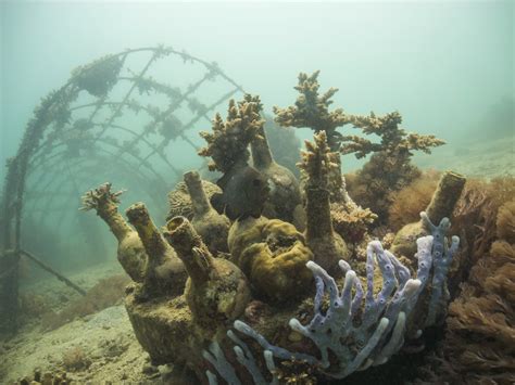 The search for a sustainable future for the coral reefs in Kenya - WUR